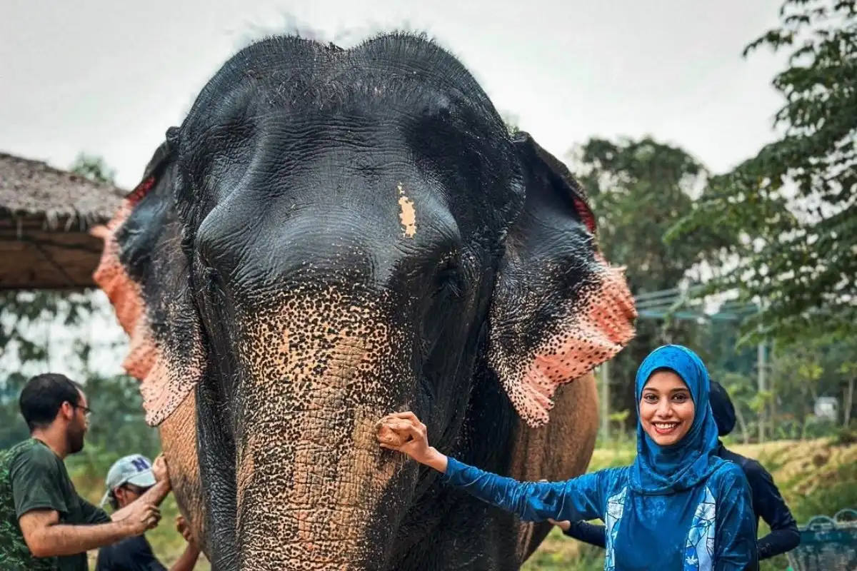 Half-Day Phuket Elephant Care Sanctuary Tour Experience You Will Always Remember