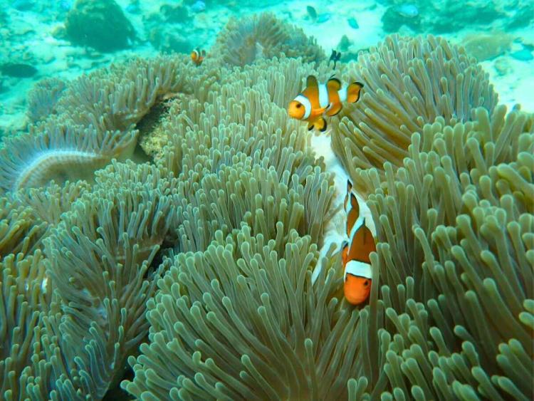 Exciting Phi Phi and Khai Island Tour from Phuket