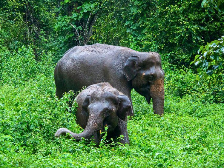 Kinabatangan River Cruise from Sandakan