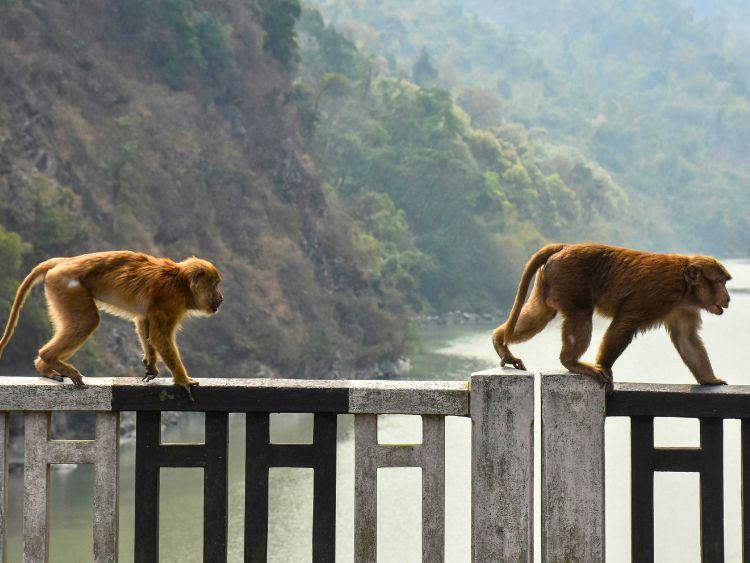 Kinabatangan River Cruise from Sandakan