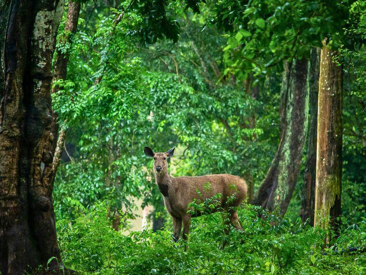 Private 2-Day Sandakan Wildlife Safari with River Cruise