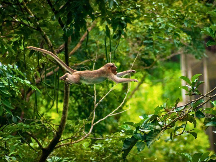 Private 2-Day Sandakan Wildlife Safari with River Cruise
