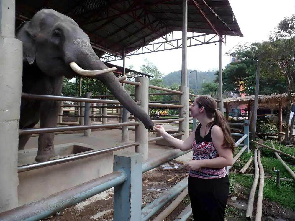 Chiang Mai Maetaeng Elephant Park Tour Enjoy Thrilling Elephant Fun