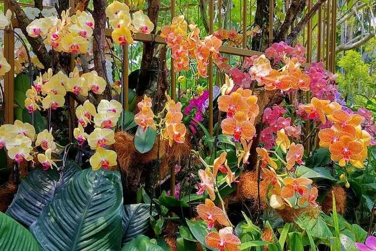 Private Half Day Singapore City Tour with Incredible Orchid Garden