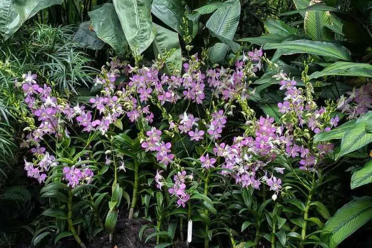 Private Half Day Singapore City Tour with Incredible Orchid Garden