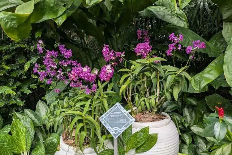 Private Half Day Singapore City Tour with Incredible Orchid Garden