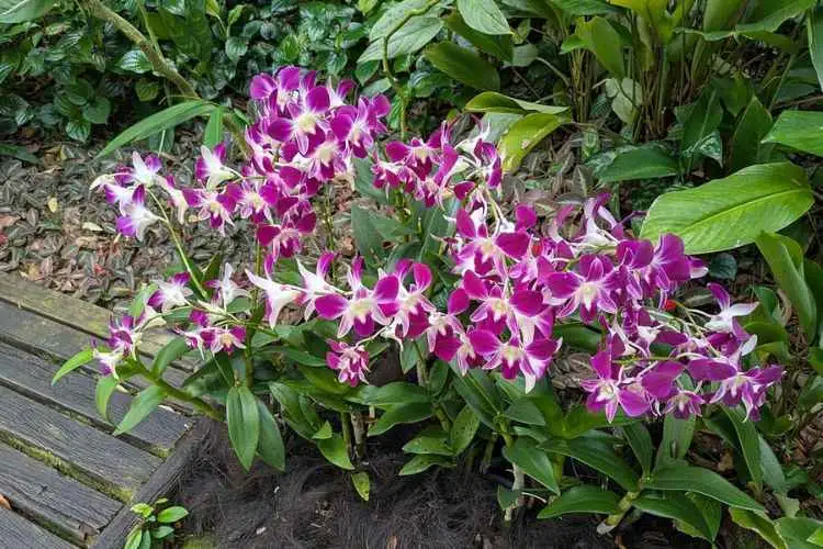 Private Half Day Singapore City Tour with Incredible Orchid Garden
