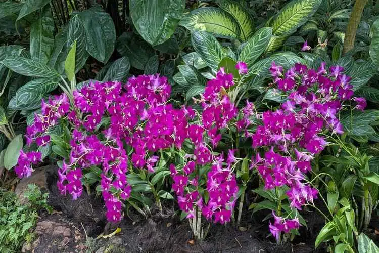 Private Half Day Singapore City Tour with Incredible Orchid Garden