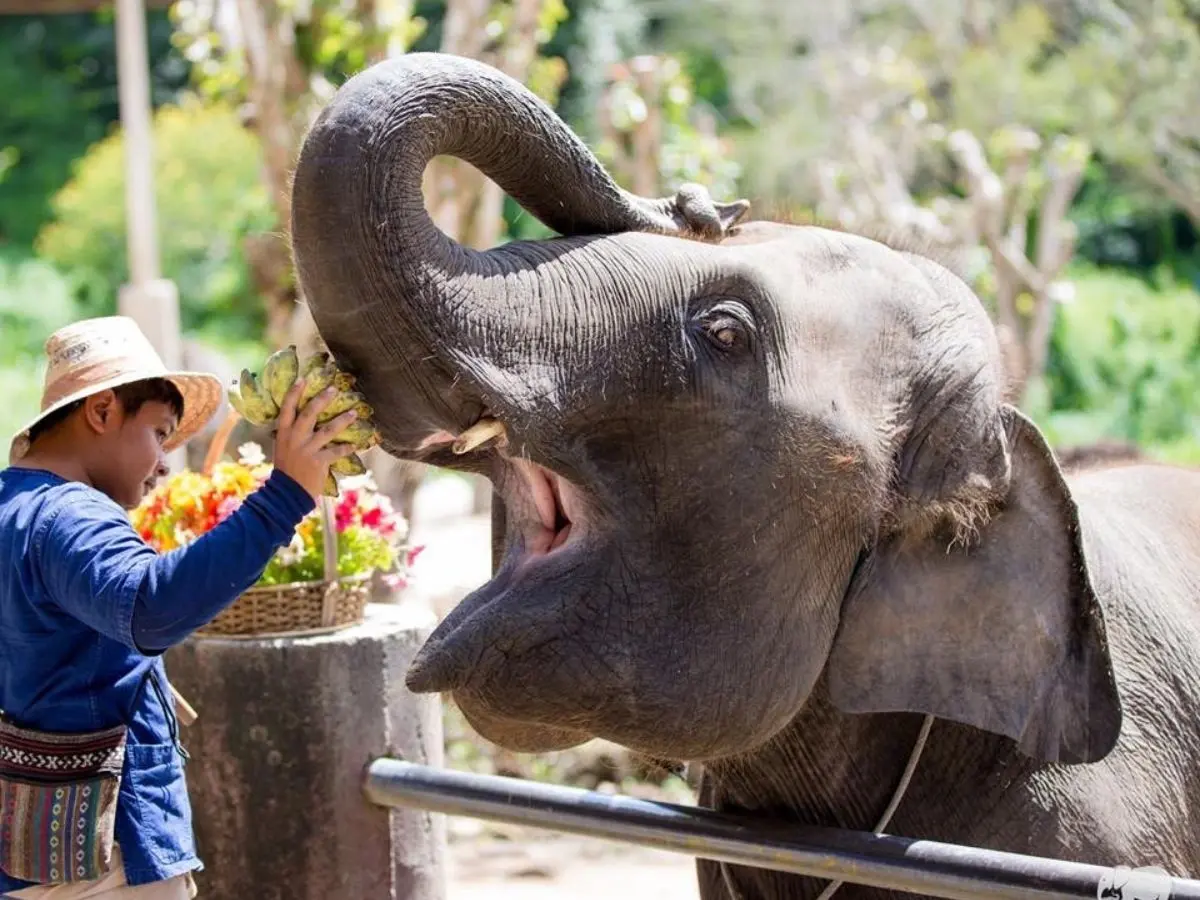 Exciting Mae Rim Tour with Elephant Ride Private Transfer Personal Guide