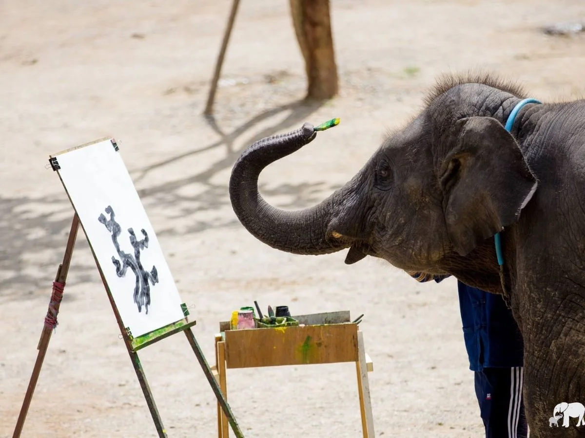 Exciting Mae Rim Tour with Elephant Ride Private Transfer Personal Guide