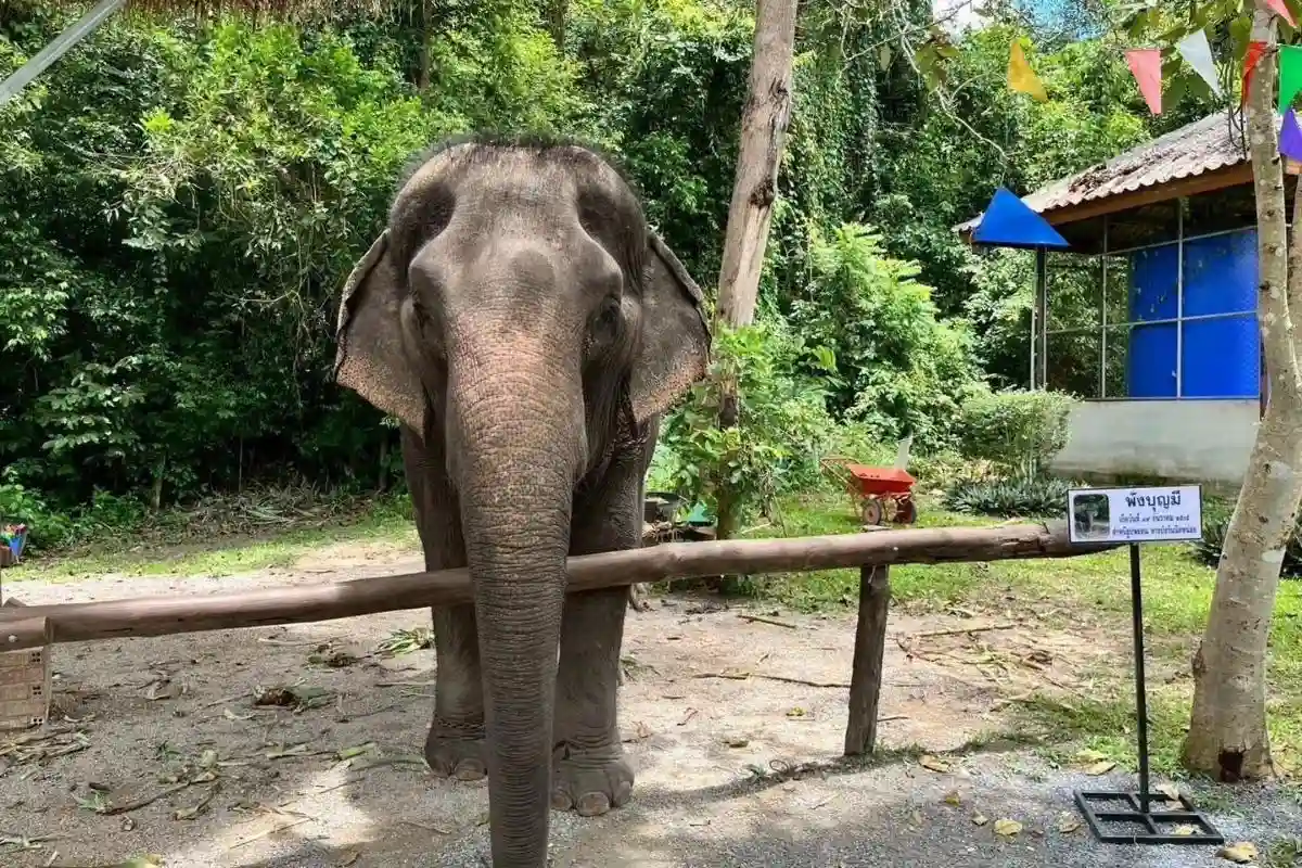 Half-Day Phuket Elephant Care Sanctuary Tour Experience You Will Always Remember